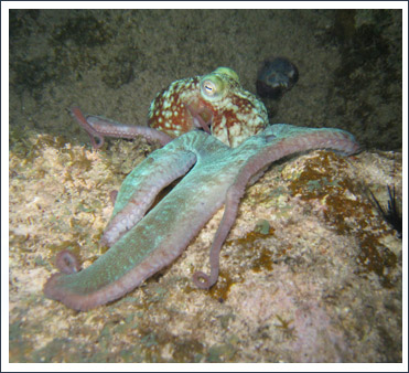 Octopus